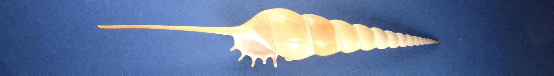 Panoramiczny baner ze zdjęciami