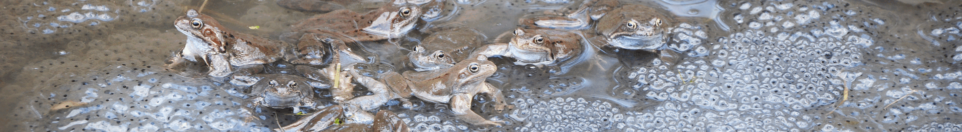 Panoramiczny baner ze zdjęciami zwierząt