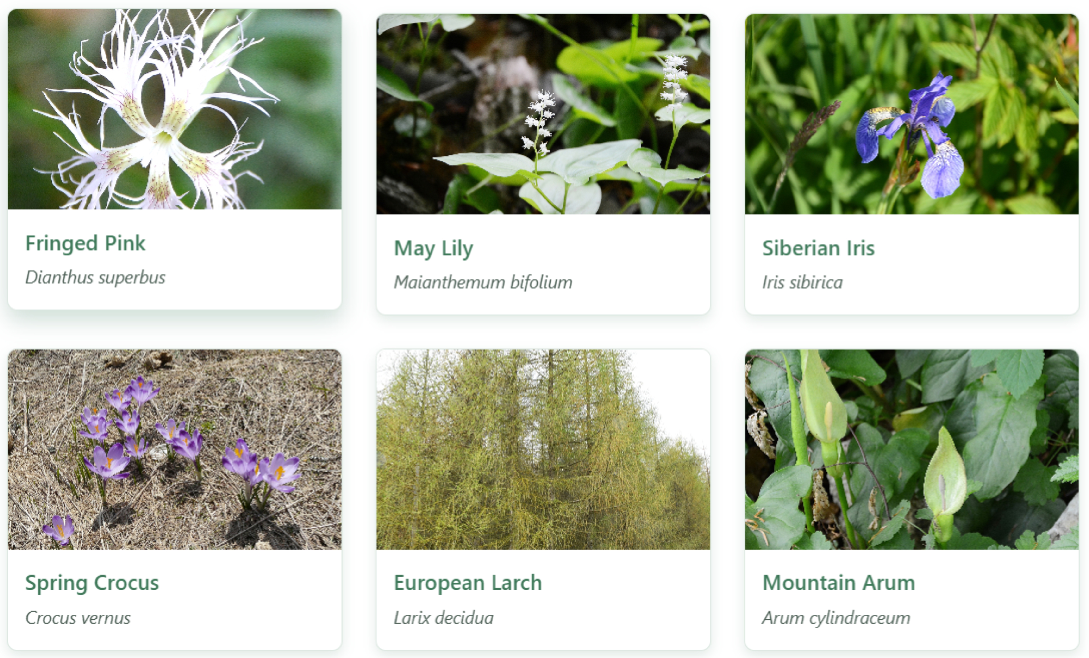 An image showing example links to plant galleries