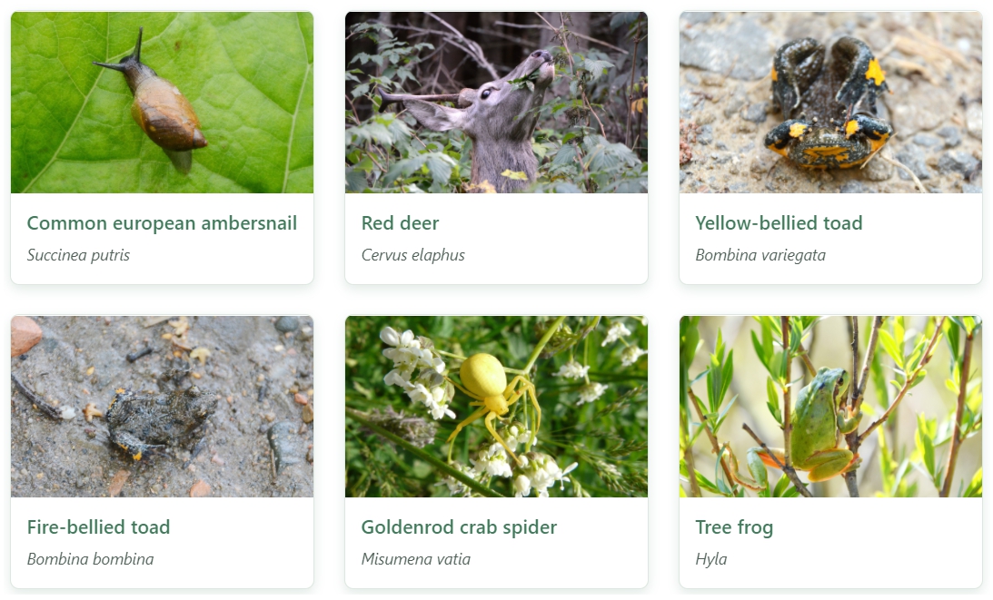 An image showing example links to animal galleries